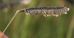 Harpochloa falx