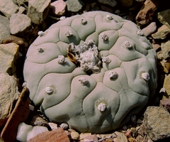 Lophophora diffusa