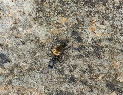 Camponotus sericeus