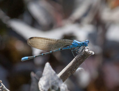 Argia rhoadsi