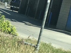 Passer domesticus