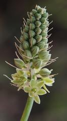 Albuca virens virens
