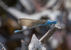 Argia rhoadsi