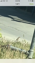 Passer domesticus