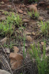 Albuca virens virens