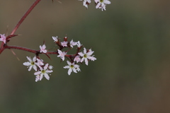 Chorizanthe rosulenta