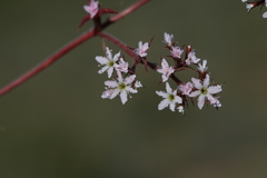 Chorizanthe rosulenta