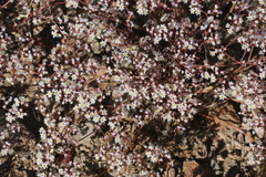 Chorizanthe pulchella