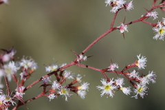 Chorizanthe pulchella