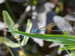 Argia rhoadsi