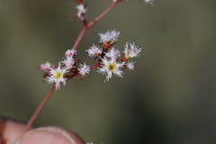 Chorizanthe pulchella