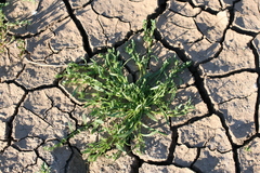 Plagiobothrys leptocladus