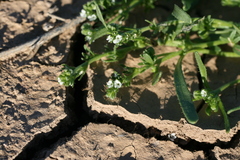 Plagiobothrys leptocladus