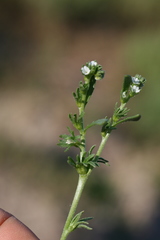 Plagiobothrys leptocladus