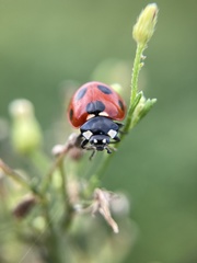 Coccinella septempunctata