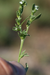 Plagiobothrys leptocladus