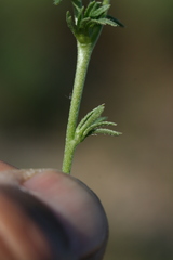 Plagiobothrys leptocladus