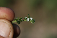 Plagiobothrys leptocladus