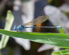 Argia rhoadsi