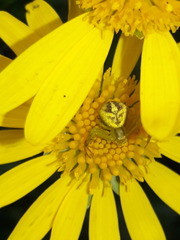 Misumenops