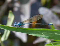 Argia rhoadsi
