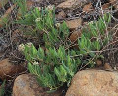 Xysmalobium parviflorum