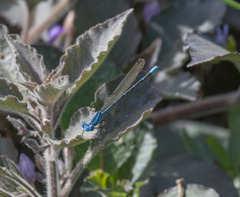 Argia rhoadsi