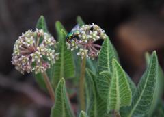 Xysmalobium parviflorum