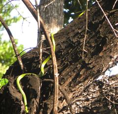 Philothamnus natalensis