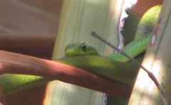 Philothamnus natalensis