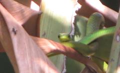 Philothamnus natalensis