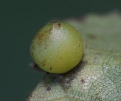 Caryomyia deflexipili