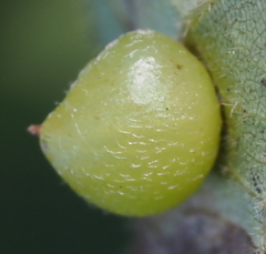 Caryomyia deflexipili