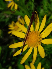 Oxyagrion terminale