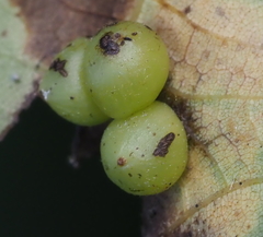 Caryomyia deflexipili