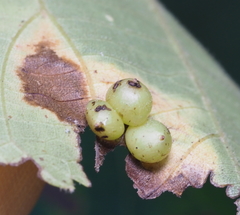 Caryomyia deflexipili