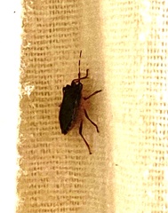 Pentatominae
