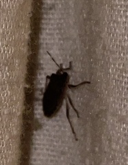 Pentatominae
