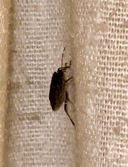 Pentatominae