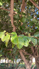 Ehretia anacua
