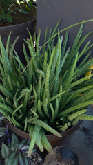 Aloe vera