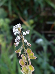Thysanocarpus curvipes