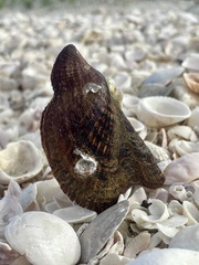 Pteria colymbus