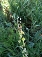 Thysanocarpus curvipes