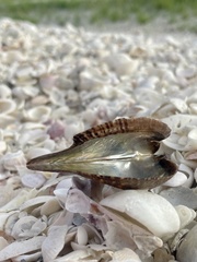 Pteria colymbus