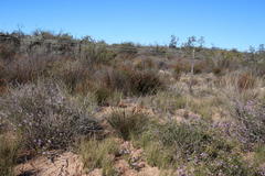 Thamnochortus bachmannii