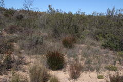 Thamnochortus bachmannii