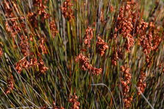 Thamnochortus bachmannii