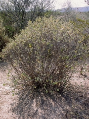Ayenia rotundifolia