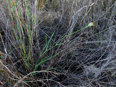 Othonna linearifolia